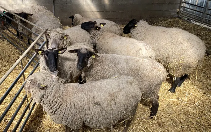 A small flock of black-faced sheep in a straw-bedded barn, behind a metal gate.