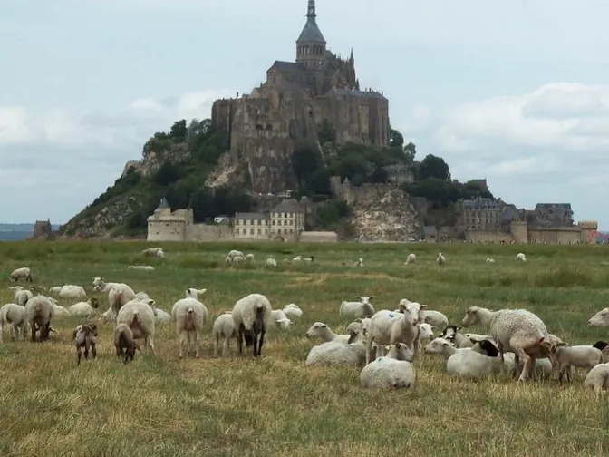 A flock grazing the salt meadows of the bay, Mont-Saint-Michel on the horizon.