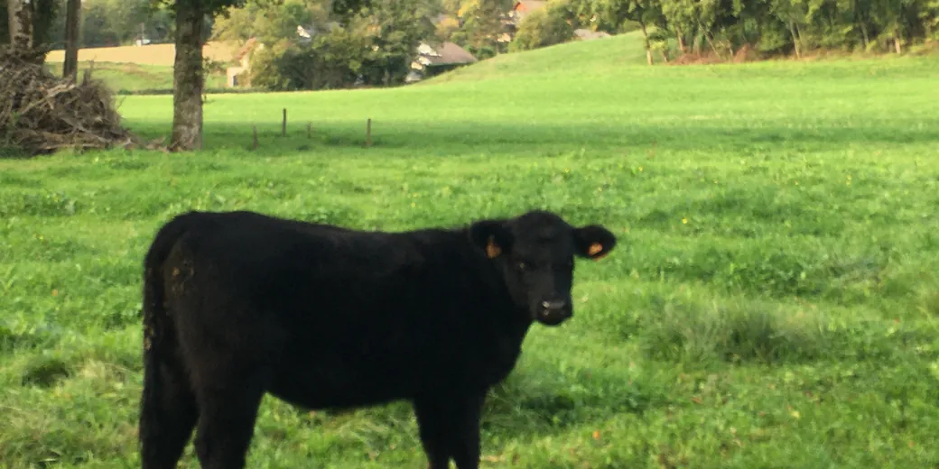A black-coated animal alone in a meadow lined with trees.