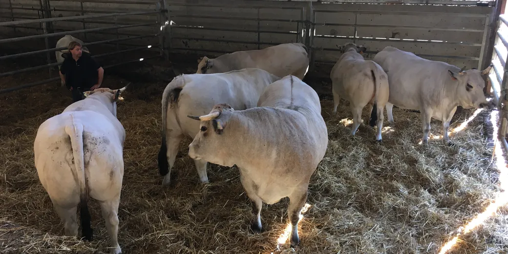 Pale-coated cattle on straw in an open barn.