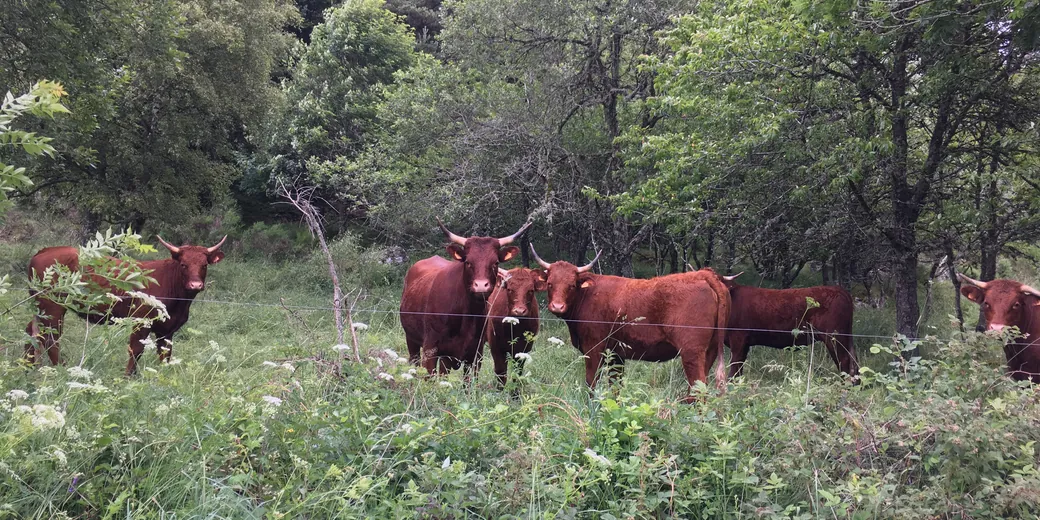Red-coated, long-horned cattle in a scrubby pasture.