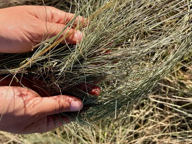 Two hands in an armful of Mézenc hay, the stems of spignel visible in it.