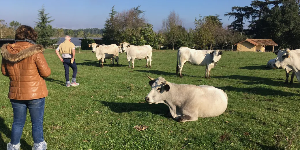 At the farm: a herd of Gasconnes at pasture, one lying in the foreground, watched by two visitors.