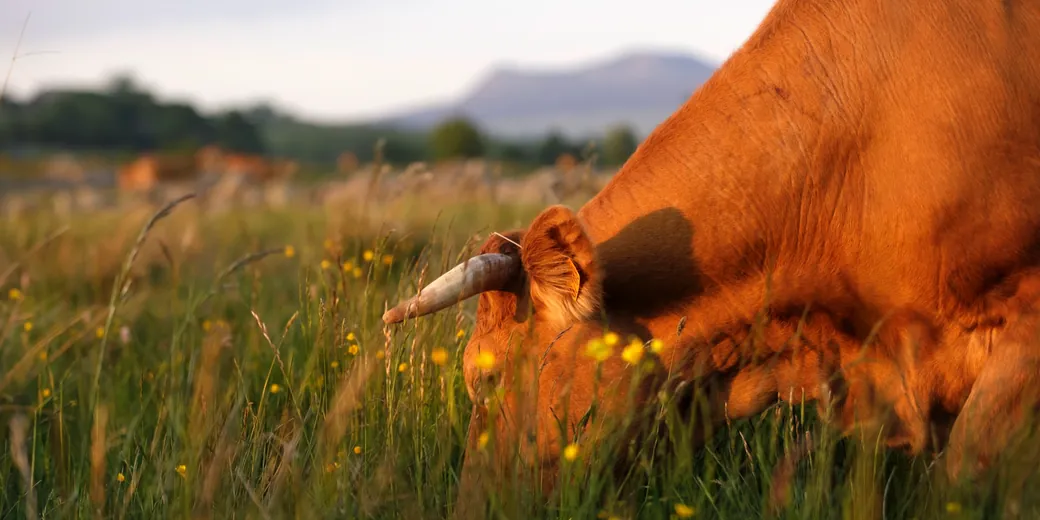 A red-coated cow grazing in a flowering meadow on the Mézenc plateau.