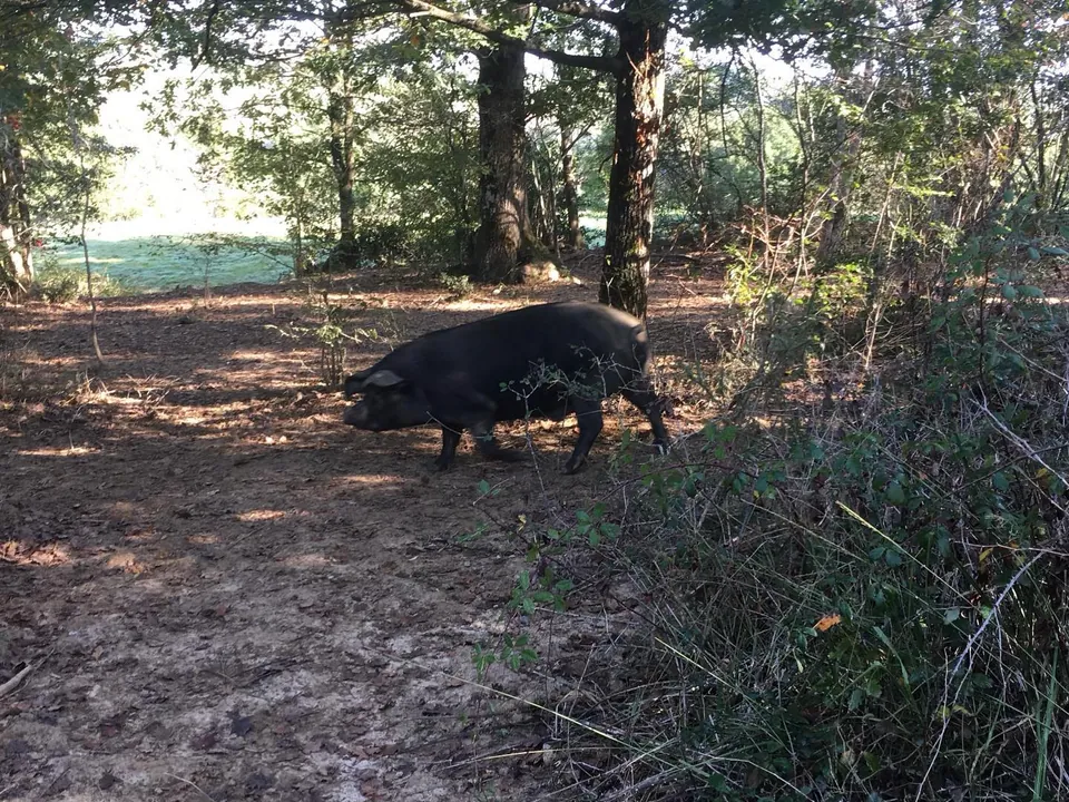 A black pig rooting through the undergrowth on a wooded run.
