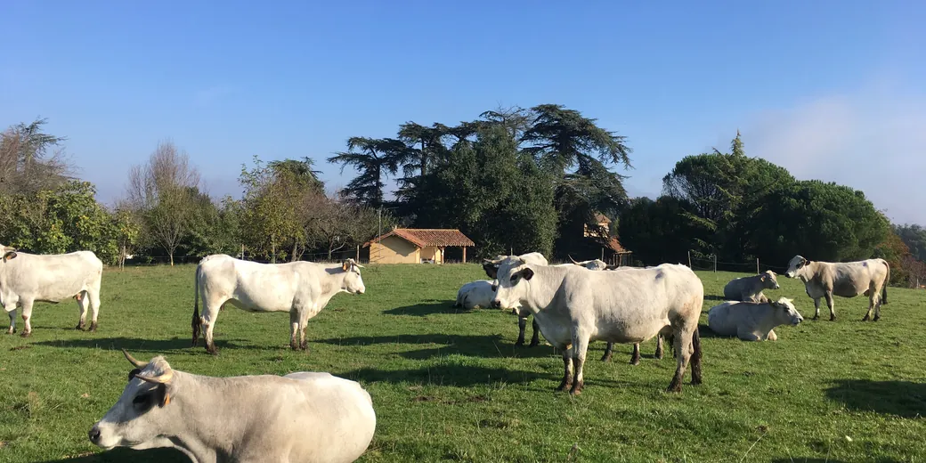 A pale-coated herd at pasture, farm buildings behind.