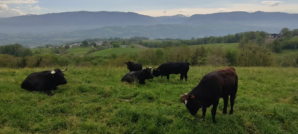 Un troupeau au pâturage sur un coteau de Haute-Savoie, les montagnes dans la brume.