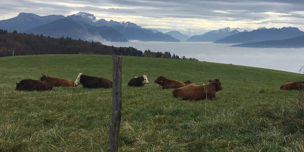 A red-coated herd lying on a ridge, a sea of cloud and mountains on the horizon.