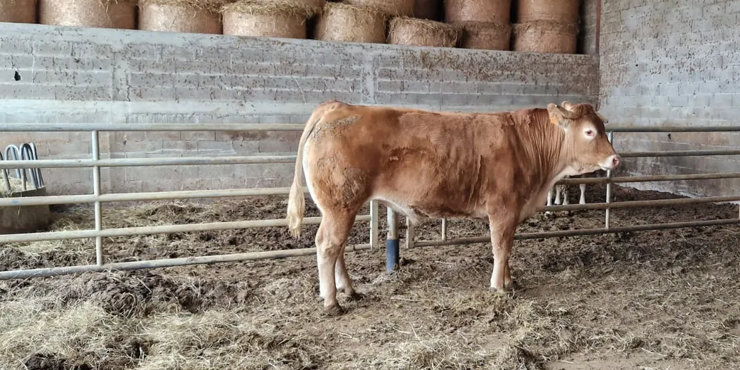 A fawn-coated calf in the barn, straw bales lined up behind it.