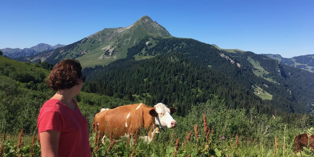 At the farm, up on the summer pasture: a red and white cow in front of an Alpine peak.