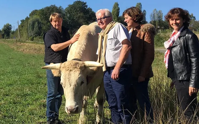 A visit to the farm: four people around a pale-coated cow in a field.